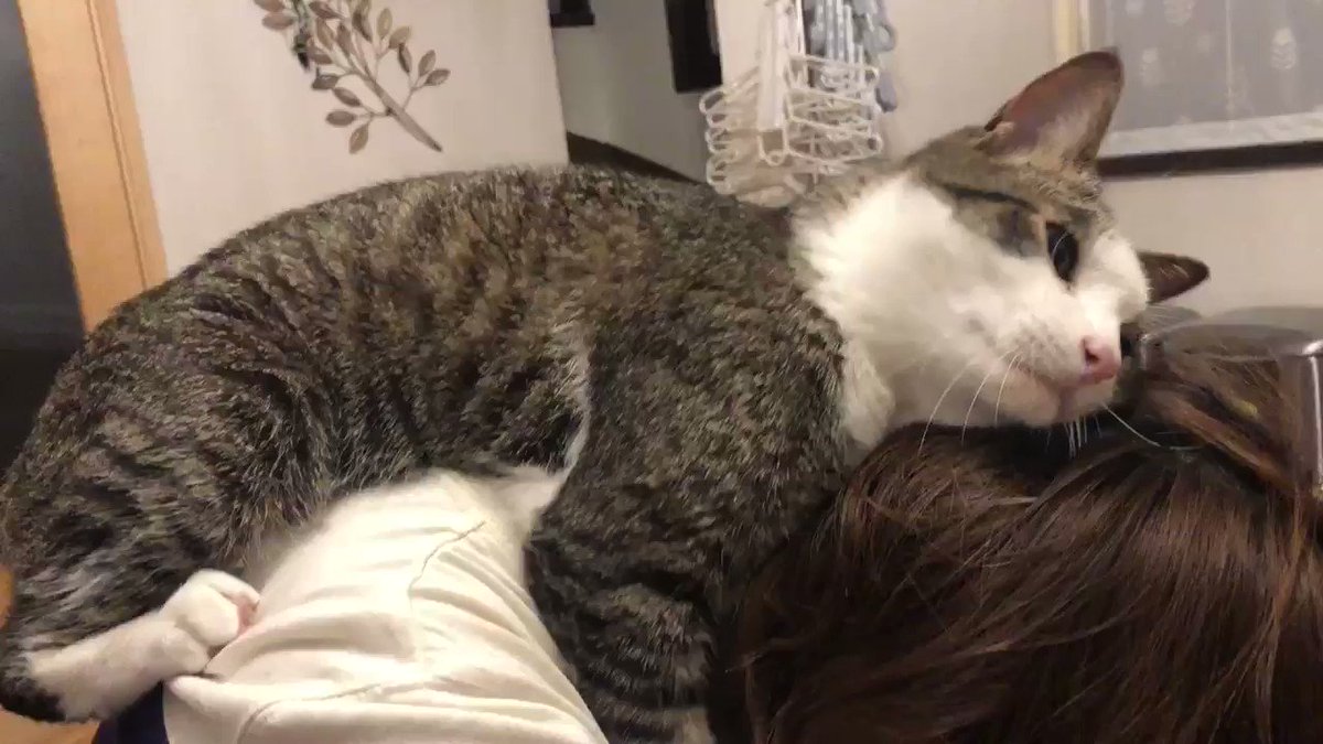 飼い主さんにベタベタな猫ちゃん！可愛いけどたまに虚空を見つめる表情がちょっと不気味…ｗ
