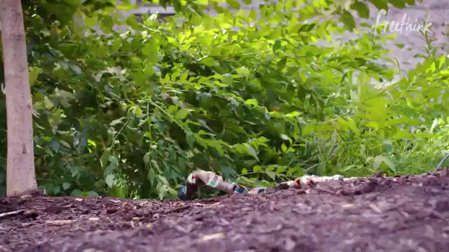 Parveen Kaswan, IFS (@ParveenKaswan) on Twitter photo 2020-05-19 05:02:45 Looks scary but this #snake like #robot can be used for rescues in #emergency situations. Such nature inspired designs are called as ‘Biomimetics’, one of things I studied at @iiscbangalore in old days. VC @freethinkmedia. Looks scary but this #snake like #robot can be used for rescues in #emergency situations. Such nature inspired designs are called as ‘Biomimetics’, one of things I studied at @iiscbangalore in old days. VC @freethinkmedia.