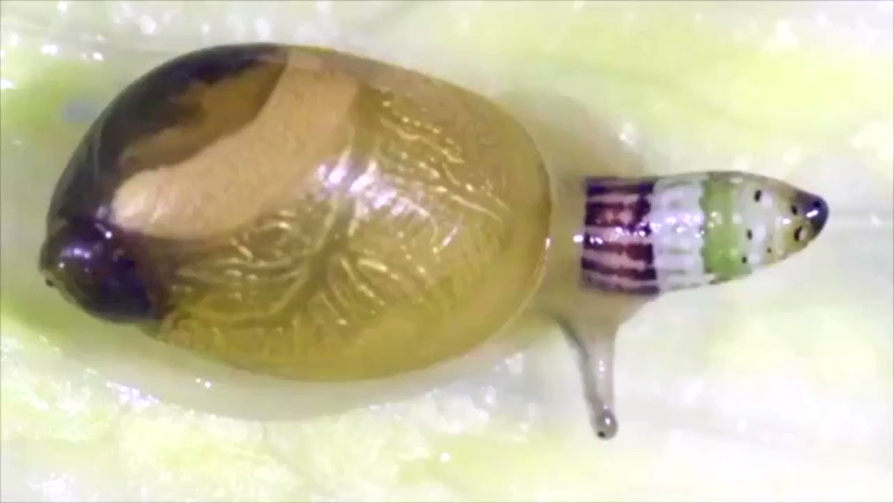 寄生虫 Gender-changing parasite is so scary #shorts - YouTube
