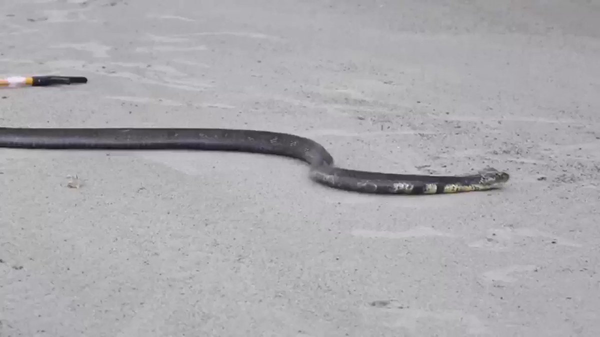 Parveen Kaswan, IFS (@ParveenKaswan) on Twitter photo 2020-05-19 12:25:17 A King #Cobra. One of the most beautiful & venemous snake in the #world. It is also indicator of good forest habitat. Lives deep in #forest. A King #Cobra. One of the most beautiful & venemous snake in the #world. It is also indicator of good forest habitat. Lives deep in #forest.