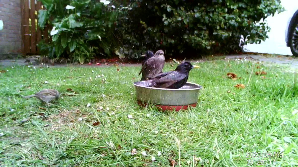 Caroline Coleman-Davies (@DrHogMother) on Twitter photo 2020-05-20 07:48:32 Q: Why are the bowls of water in the garden for #hedgehogs going down so quickly? A: Because they are apparently also baths for starlings #hedgehog #wildlife #birds #WildlifeWednesday Q: Why are the bowls of water in the garden for #hedgehogs going down so quickly? A: Because they are apparently also baths for starlings #hedgehog #wildlife #birds #WildlifeWednesday