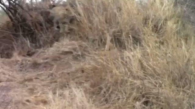 SAKET (@Saket_Badola) on Twitter photo 2020-05-20 08:49:27 Watch this if you ever thought that life of Top Predators must be smooth in the Forest. #DYK Every successful hunting attempt of a Tiger or Leopard comes after 15-20 such unsuccessful ones. #DYK Wild Boars are one of the toughest prey in the jungle Via : WA Watch this if you ever thought that life of Top Predators must be smooth in the Forest. #DYK Every successful hunting attempt of a Tiger or Leopard comes after 15-20 such unsuccessful ones. #DYK Wild Boars are one of the toughest prey in the jungle Via : WA