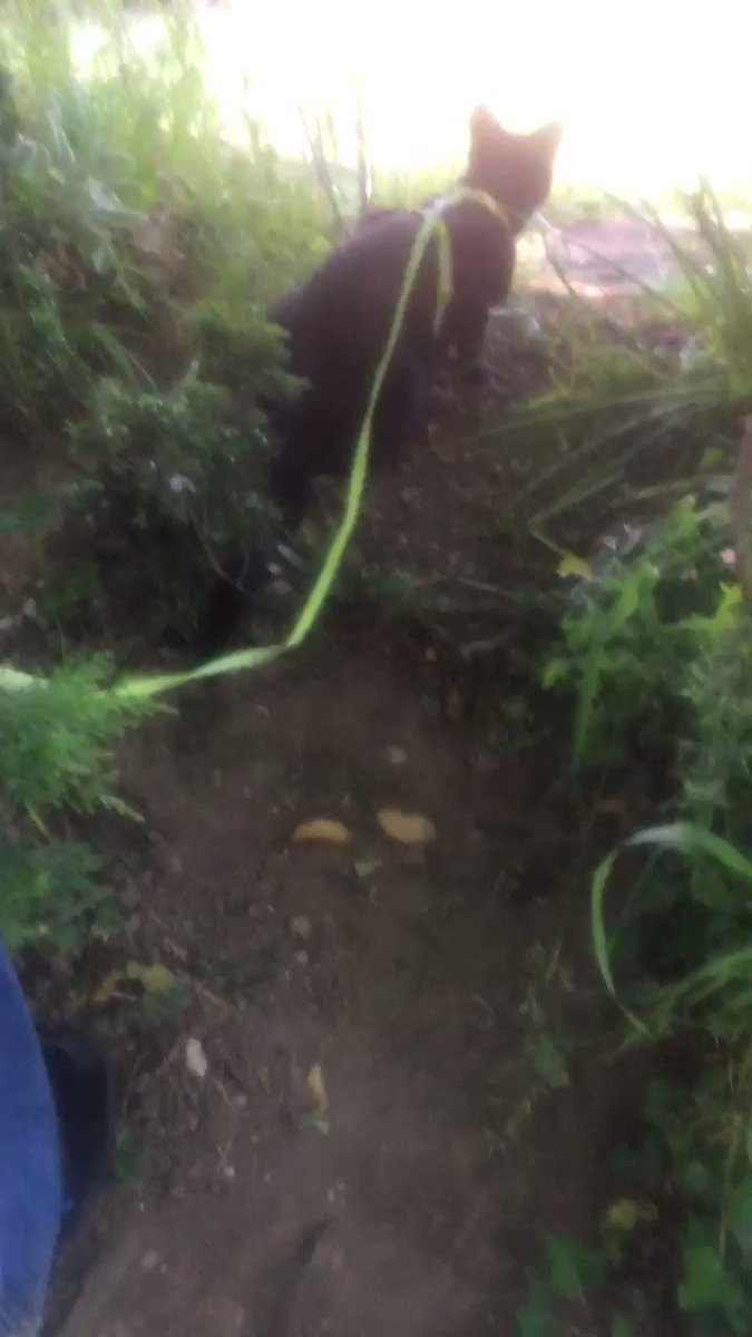 Rolf the Warwick University campus cat (@RolfatWarwick) on Twitter photo 2020-05-21 05:01:38 Rolf’s lockdown diary 21 May: On my evening leash walks I take the humans where I want to go. This may involve pulling them through bushes and up hills. Last night I wanted to stalk squirrels so the humans came too. Alas I didn’t catch any squirrels but I had a good try. Rolf x Rolf’s lockdown diary 21 May: On my evening leash walks I take the humans where I want to go. This may involve pulling them through bushes and up hills. Last night I wanted to stalk squirrels so the humans came too. Alas I didn’t catch any squirrels but I had a good try. Rolf x