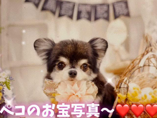美ザリーエンジェルムムグ太郎子さん の最近のツイート 50 Whotwi グラフィカルtwitter分析