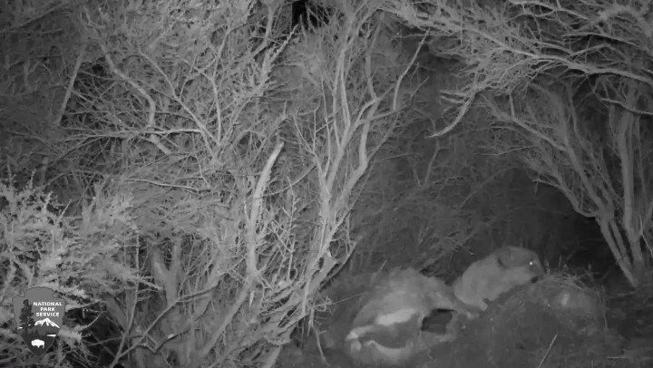 If you've ever heard a cat growl when another cat sneaks up while he’s eating...In this case, P-65 & P-78 were able to "tolerate" each other while feeding on a deer the night before P-78, a young male mountain lion, was captured & had a GPS collar placed on him in Dec ‘19. https://t.co/G0fopDJdPa