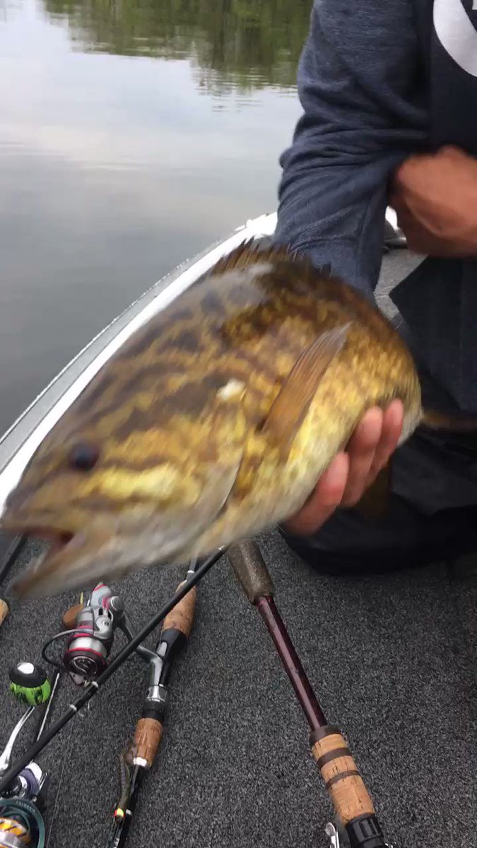 Caught a couple nice bass late in the trip. This one made my trip. 20 and a quarter inches https://t.co/ghmjry83Tc