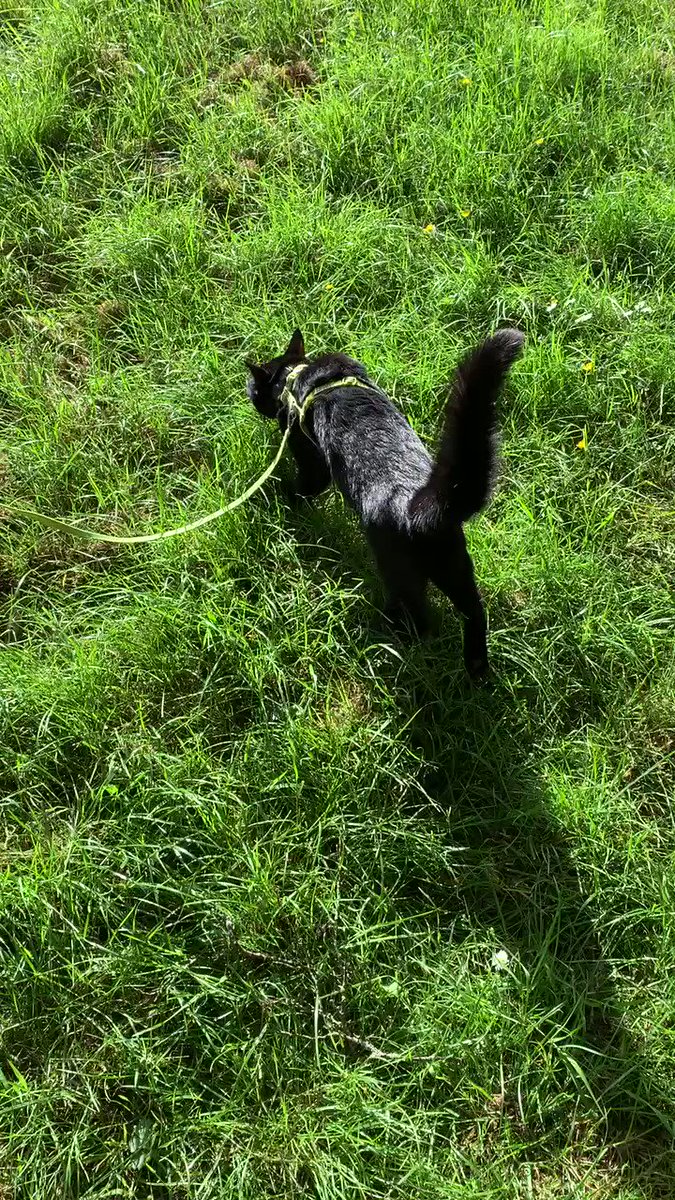 Rolf the Warwick University campus cat (@RolfatWarwick) on Twitter photo 2020-05-23 06:24:02 Rolf’s lockdown diary 23 May: My American human (who knows about economics) says we’re in “fat tail” times where extreme, unpredictable events happen. I also live in a “fat tail” world. Mine occurs when I see things that excite me (like squirrels) or scare me (like dogs). Rolf x Rolf’s lockdown diary 23 May: My American human (who knows about economics) says we’re in “fat tail” times where extreme, unpredictable events happen. I also live in a “fat tail” world. Mine occurs when I see things that excite me (like squirrels) or scare me (like dogs). Rolf x