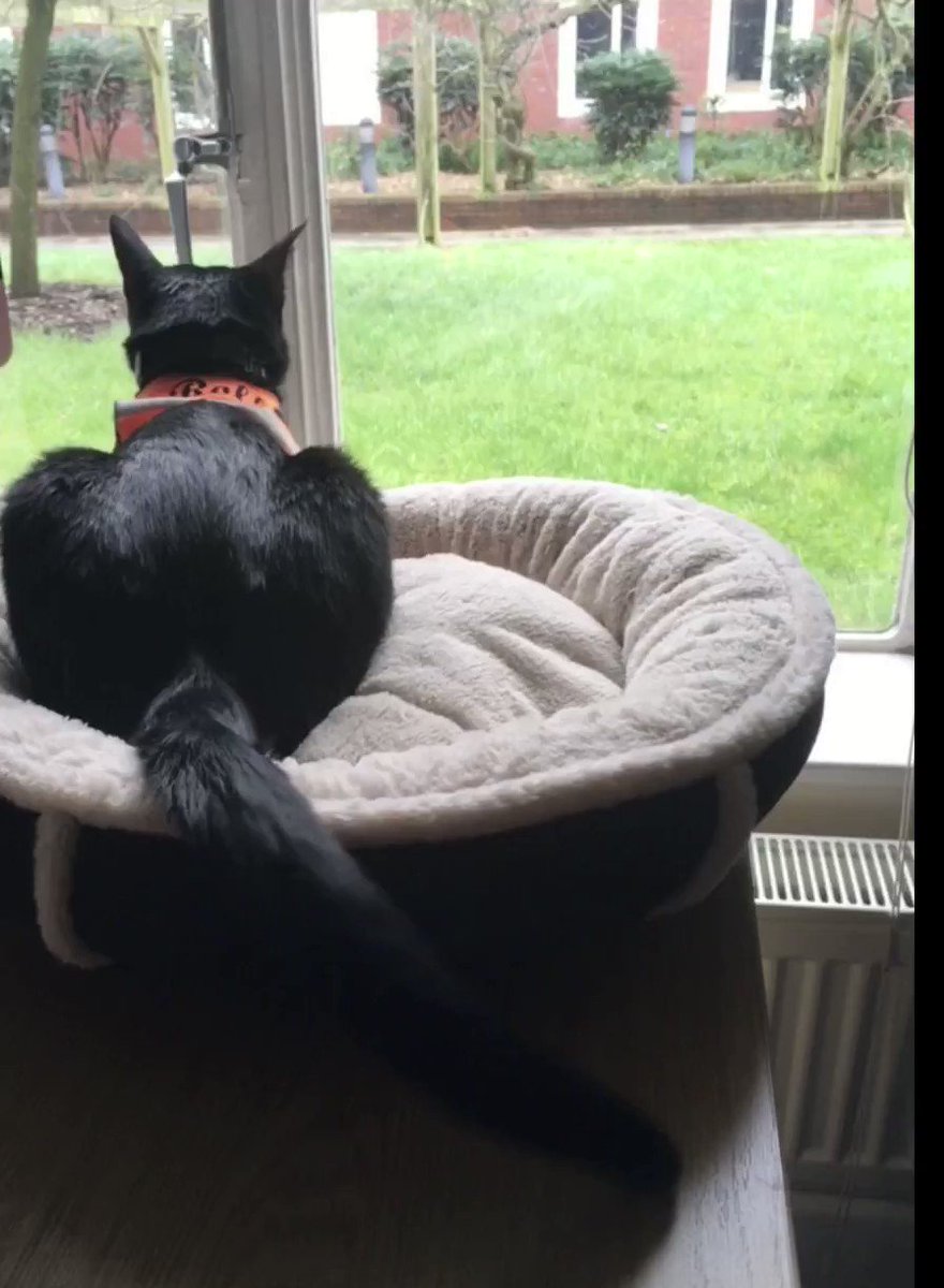 Claudia Rei (@claudiarei2312) on Twitter photo 2020-05-23 06:49:23 @RolfatWarwick Fat tail, sweeping tail, or swiping tail... a magnificent tail it is! Keep safe Rolfie! #RolfRules #Talesofthetail @RolfatWarwick Fat tail, sweeping tail, or swiping tail... a magnificent tail it is! Keep safe Rolfie! #RolfRules #Talesofthetail