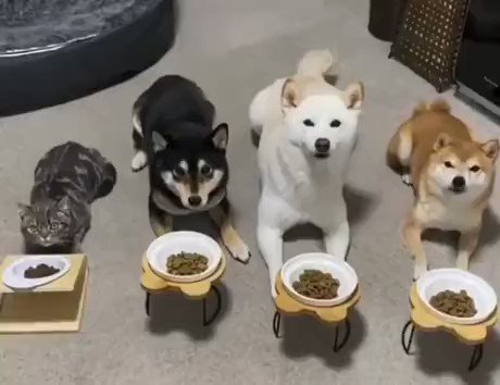 一緒の環境で育つと、猫も犬になる！環境って影響力大