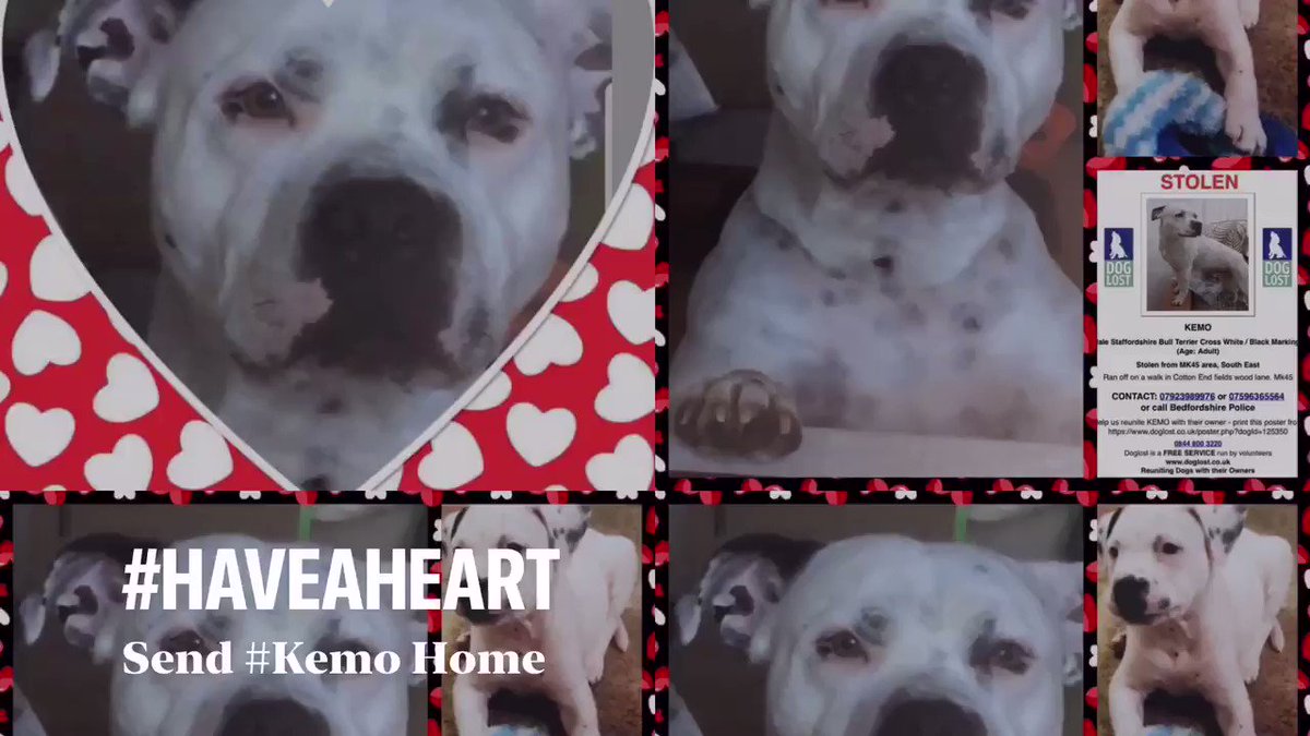 Find_Kemo (@Find_Kemo) on Twitter photo 2020-05-23 17:14:10 Kemo a much loved Cancer Support Dog who disappeared in February 2018 fr Cotton End #Bedford, MK45 ~ Hes a Male Adult #StaffordshireBullTerrier Cross, White with unique Black Markings Kemos DogLost Page doglost.co.uk/pet/125350 #FindOurKemo..07923 989976 #Video @KarenFi51820768 Kemo a much loved Cancer Support Dog who disappeared in February 2018 fr Cotton End #Bedford, MK45 ~ Hes a Male Adult #StaffordshireBullTerrier Cross, White with unique Black Markings Kemos DogLost Page doglost.co.uk/pet/125350 #FindOurKemo..07923 989976 #Video @KarenFi51820768