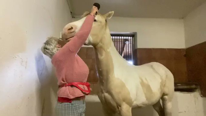 Ok, my baby is not a baby anymore 🤣 he’s a giraffe 🦒 can someone please bring me ladder?🙈🙉🙊 #horse #horses