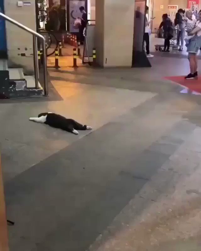 え？え？え？寝てるの？声かけようにも声かけられないｗ腹ばいになった猫