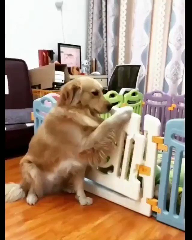 可愛すぎ！ご飯の時間だよ〜と食事を促す母犬と飛び出す子犬たちｗｗ