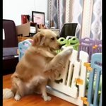 可愛すぎ!ご飯の時間だよ〜と食事を促す母犬と飛び出す子犬たちw