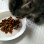 これって子猫あるある!？「しゃべりながらご飯を食べる」!