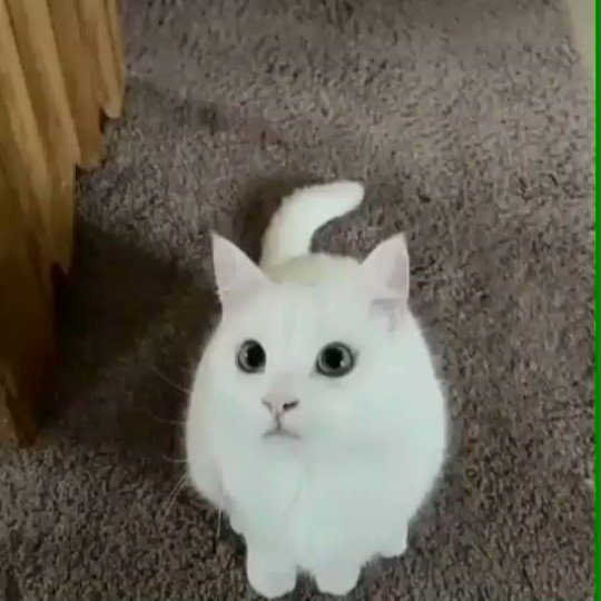 He is feeling the rhythm ππ
follow:@SweetyKitttyy
.
.
#cat #cats #Caturday #CatsOfTheQuarantine #catsvideo https://t.co/FTe4buziZO