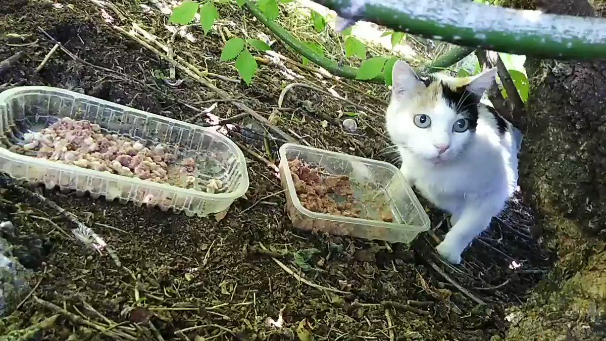 π³π±π΄π³π±π΄π±π΄π³π΄π³π±
Ecco le mie RaGatte Povere, Mami e Tatina, nella loro giungla!π΄π³π±
Tatina oggi Γ¨ stata in disparte perchΓ© Γ¨ finito il Felix e lei fa lo sciopero della fame!πΎπ
Ma che #vitadagatti πΎ
#25maggio
#Caturday
#cats
#MondayMotivation https://t.co/2O4F5HD5hP