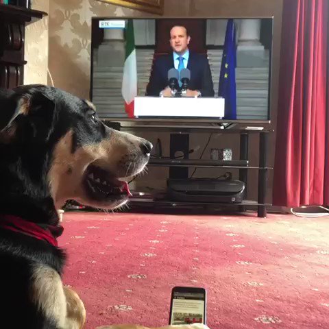 Gary Brown (@GarPBrown) on Twitter photo 2020-05-26 18:43:03 A dogged adorer ! A dogged adorer !