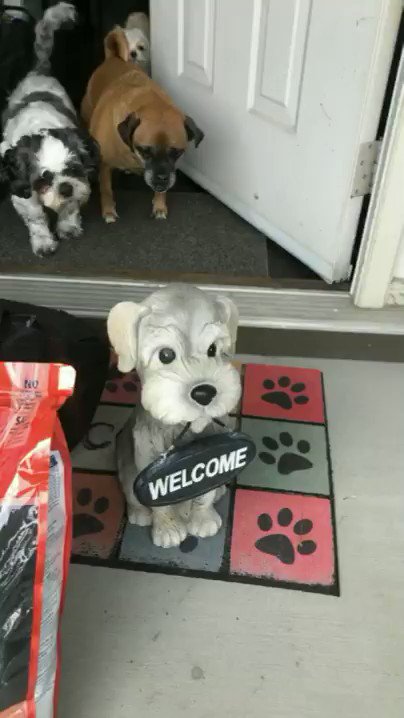 "I love how that white dog came in so brave and then saw why they were scared and was like '....oh yea, HELL NO'"
https://t.co/1JfN3IjqbZ via r/aww https://t.co/SoszHrqBiP