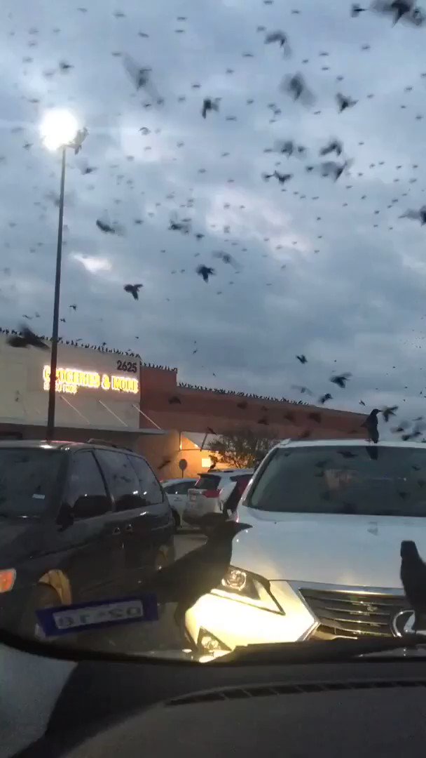 @IshitaYadav Similar thing happened but the crow attack in walmart parking lot Houston,Texas https://t.co/09qAbsYY5P