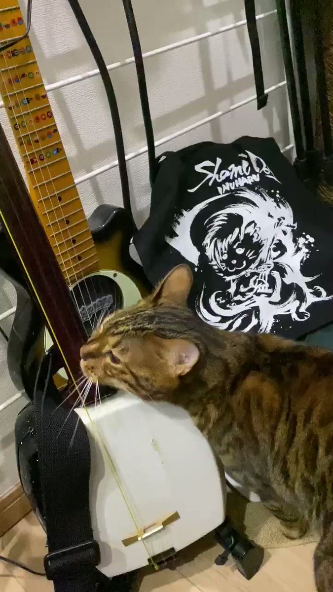 三味線をひく猫