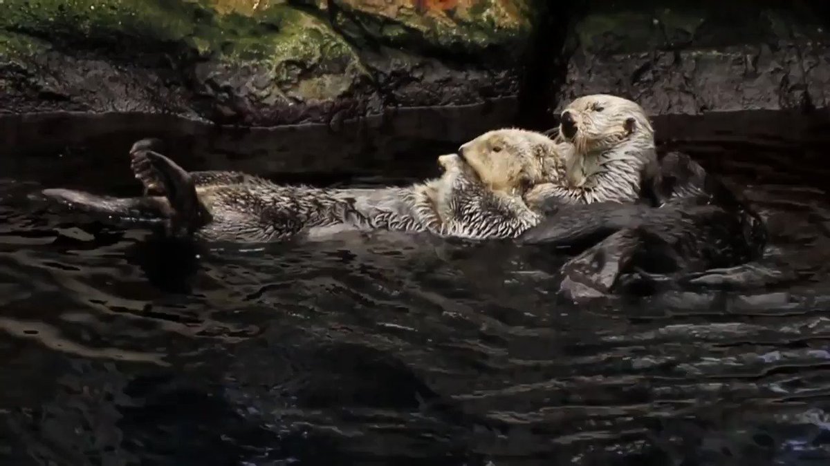The Nature Conservancy (@nature_org) on Twitter photo 27/05/2020 13:57:54 TBH, every day should be #WorldOtterDay. RT if you agree! TBH, every day should be #WorldOtterDay. RT if you agree!