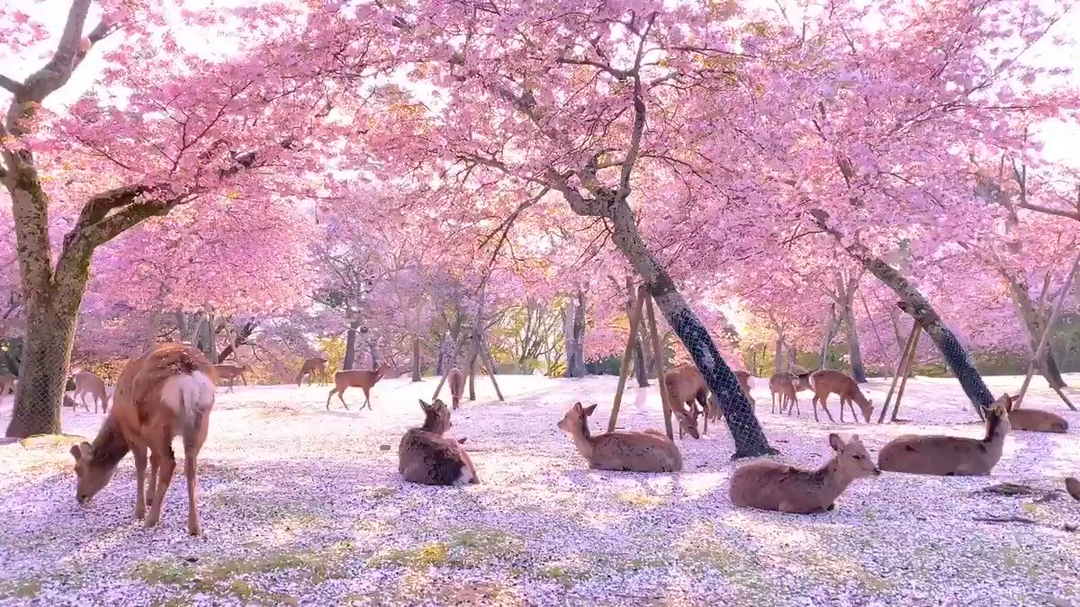 Location says Nara Park in Japan but I'm pretty sure this is actually heaven. 🌸🦌
https://t.co/cEytIzuo1u via r/aww https://t.co/uBaJIifLke
