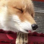 なんか出てるw北きつね牧場のとっても可愛いキツネの寝顔です!