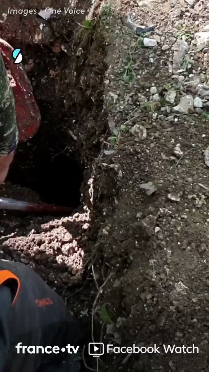 1- Déterrer des bébés renards.
2- Les tuer avec une pince.
3- Les enterrer.
4- Reboucher le terrier.
Voici le loisir de certains chasseurs français qui pratiquent la vénerie sous terre.
Nouvelle enquête de @onevoiceanimal ⬇️
https://t.co/aXcCLIc3ec
#SurLeFront https://t.co/RFR4mvuZNg