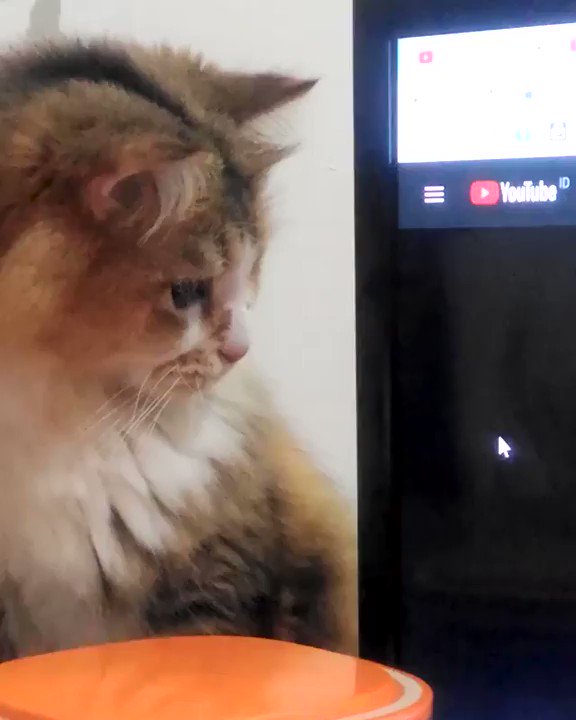 🔊From @mewpawmily: What sorcery is this #meowed #meowedofficial #TheMeowedClub #MMGTW https://t.co/FrhNC0aJdq