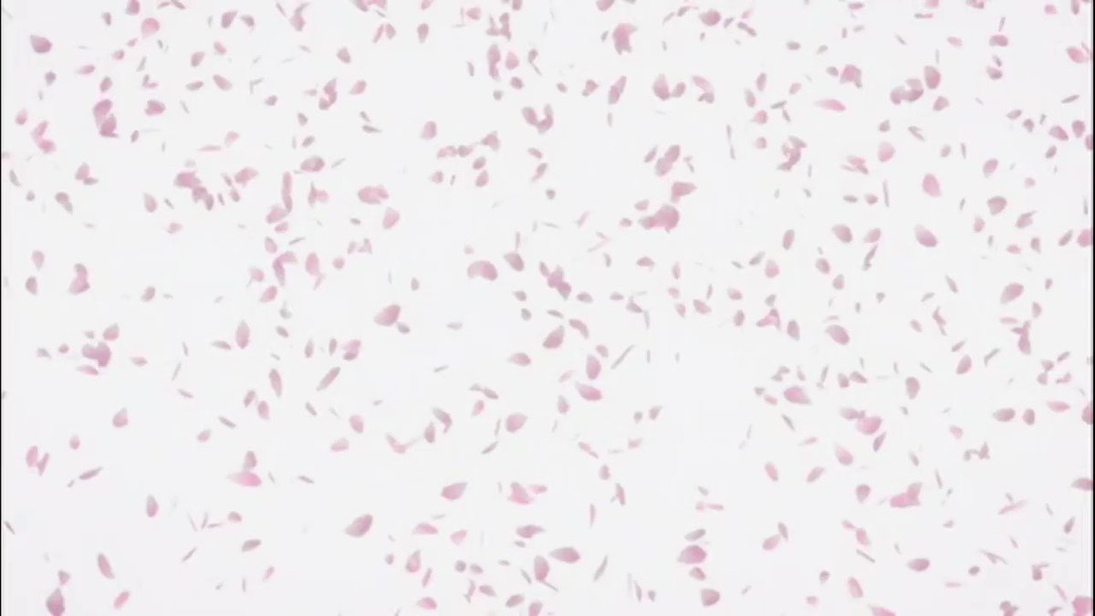 い しづか あつこ サムゲタン