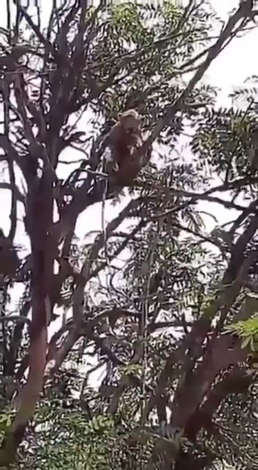 Вбудоване відео