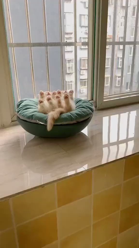 When all the news gets too much, please refer back to these sleeping kittens. https://t.co/DwdK6IogLK