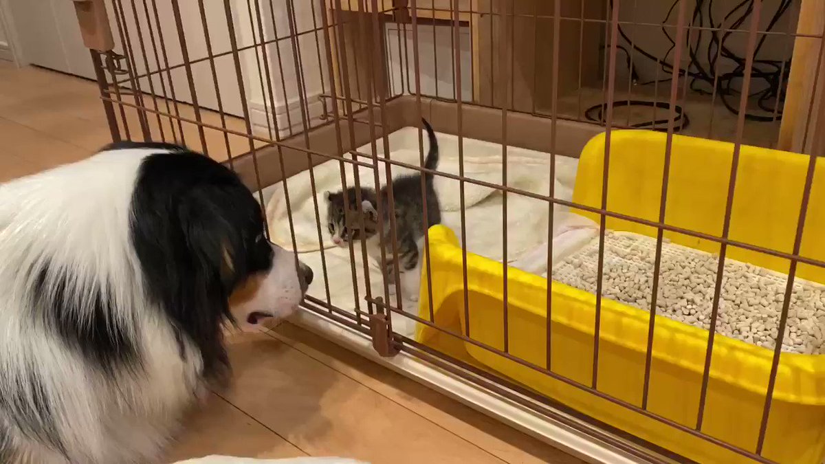 目っ 目がぁ 甘える子猫を優しく見守るお兄さん犬に反響 飼い主さん ずっと二匹で寄り添ってくれれば Eltha エルザ 目っ 目がぁ 甘える子猫を優しく見守るお兄さん犬に反響 飼い主さん ずっと二匹で寄り添ってくれれば Eltha エルザ