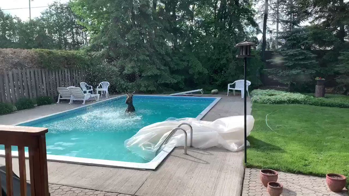 The Koch’s woke up to a full grown moose in their pool. Ministry of natural resources is on their way. It’s been about 2 hours. #ottnews @ctvottawa https://t.co/1OXCFSgtNh