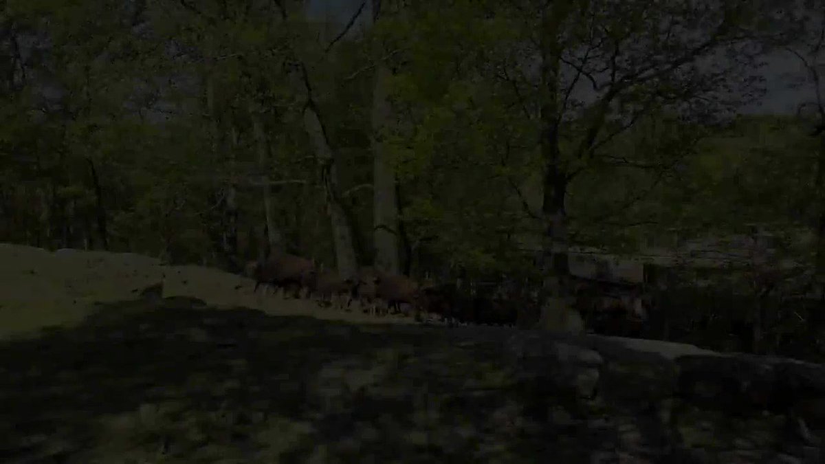 Bronx Zoo on Twitter "Today's Moment of Zoo brought to you by our Gaur