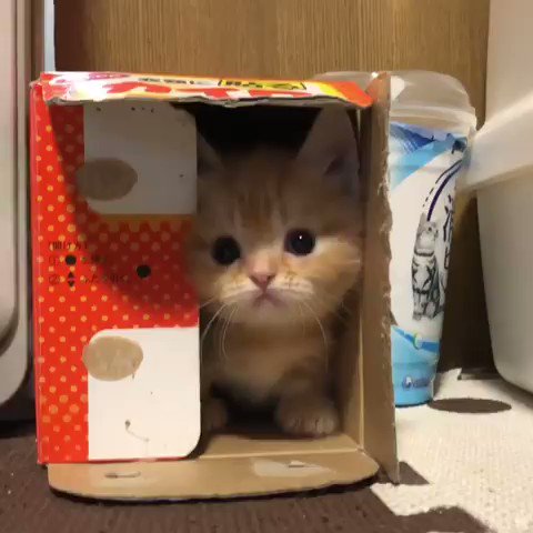 箱の中にいるのは？お目々クリクリでキュートすぎる子猫！ｗｗ