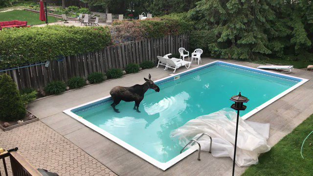 CBC on X: "The pool moose has dried off and returned safely back to nature, but not before a little dip. Here's the story of a Friday morning find by an #Ottawa