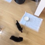 会話しながらご飯を食べる仔猫たち!？可愛いが天元突破してる!