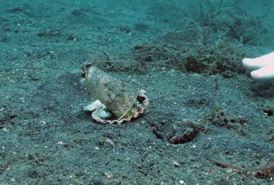 Dick King-Smith HQ (@DickKingSmith) on Twitter photo 30/05/2020 16:49:41 Diver persuades an octopus to exchange its nasty plastic shelter for an all-natural one. Diver persuades an octopus to exchange its nasty plastic shelter for an all-natural one.