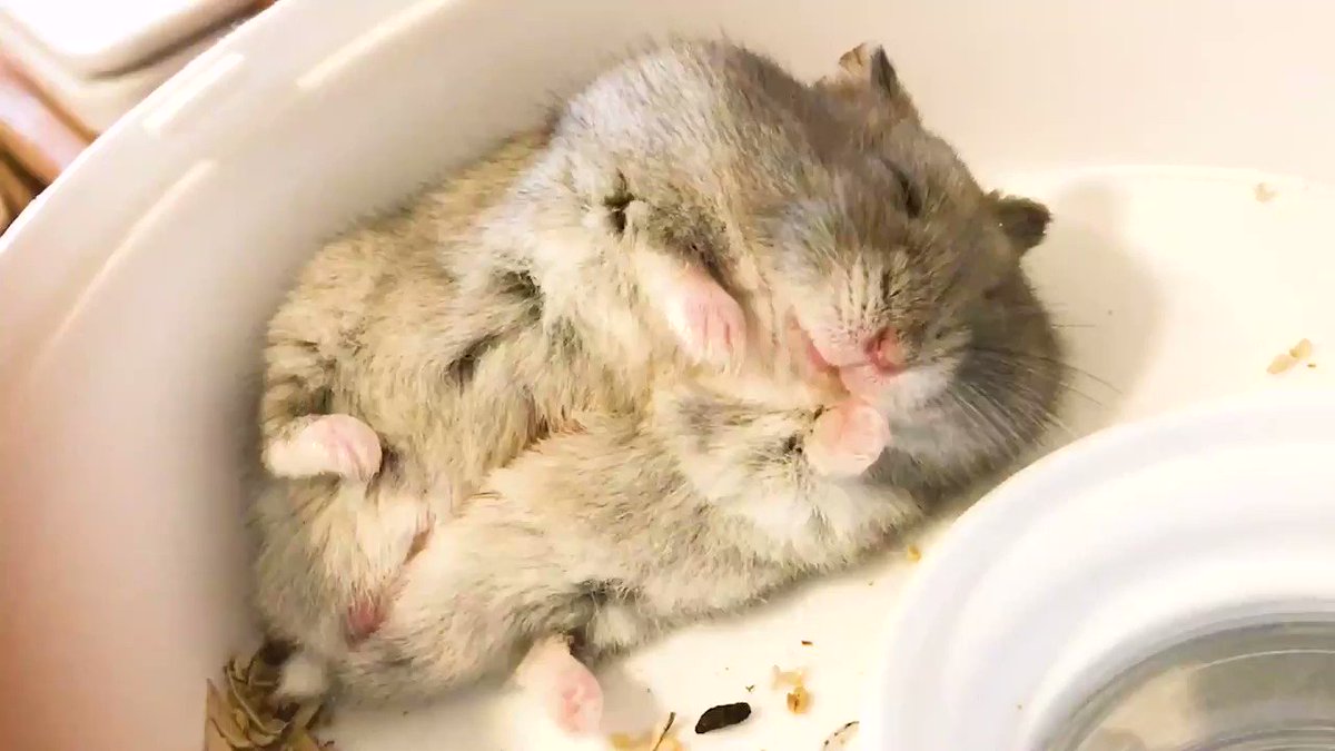夢の中でもモグモグwww眠ったハムスターが可愛すぎる！