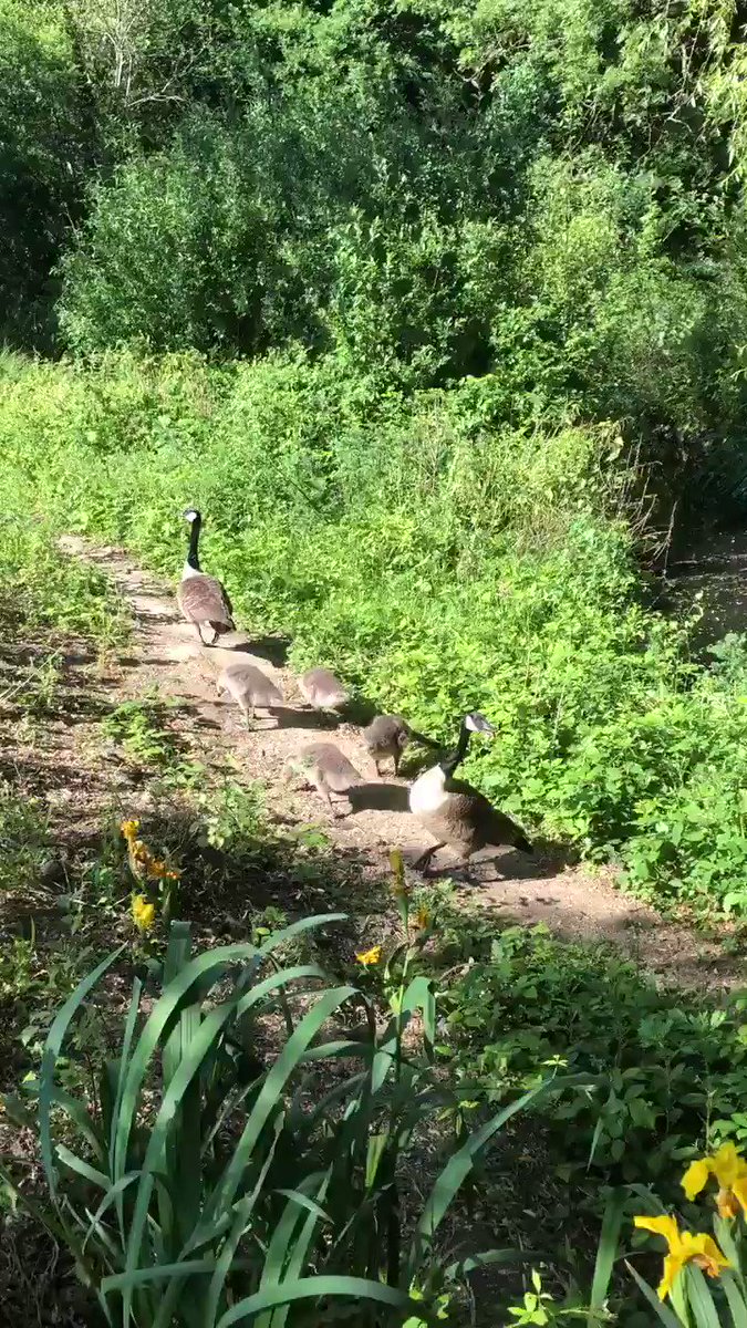 Helena Bridge (@helenabridge1) on Twitter photo 2020-05-30 17:49:38 @ParveenKaswan this is for you with shared love for the wonderful wildlife on our 🌍 from 40 minutes out of sunny London centre as we ease slowly out of lockdown 😅 🙏🏻 wishing you and your team well. @ParveenKaswan this is for you with shared love for the wonderful wildlife on our 🌍 from 40 minutes out of sunny London centre as we ease slowly out of lockdown 😅 🙏🏻 wishing you and your team well.