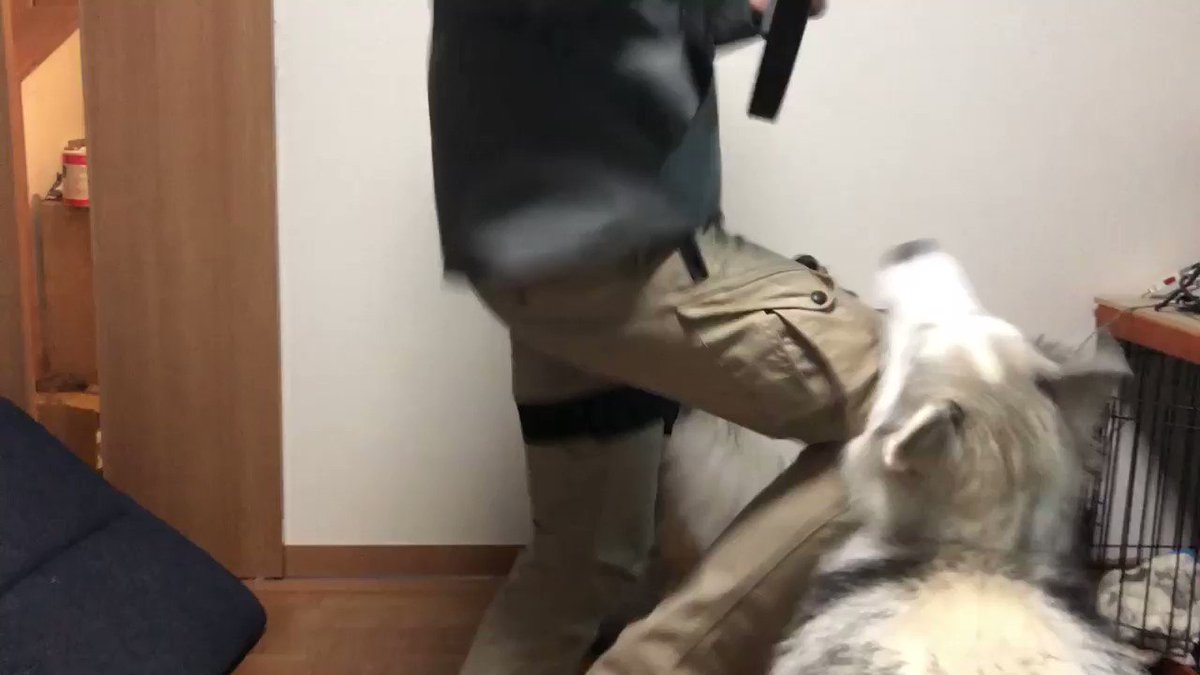 動物系 Min T ミント 動物系 Min T ミント