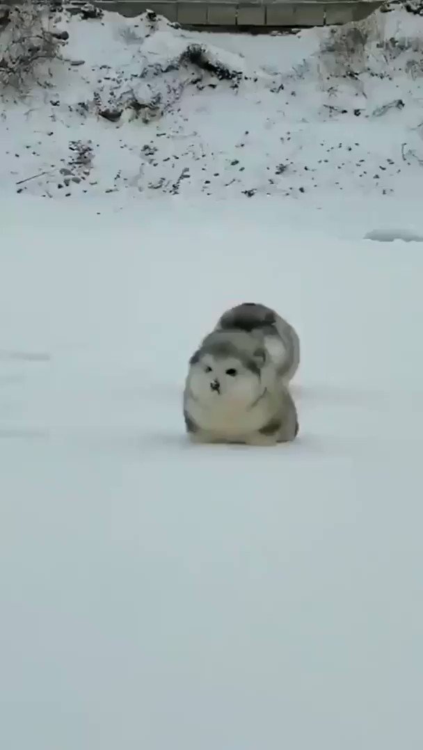 ヤギの人 マスク Sur Twitter アラスカン マラミュートの子犬 Alaskan Malamutes T Co Odhai3mwep どんな状況なのか分からないけど とにかくもっふもふだ アラスカン マラミュート はシベリアンハスキーに似てるけど別の犬種 もともとは アラスカの