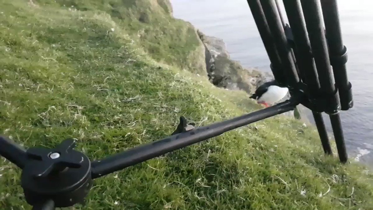 Richard Shucksmith (@ImagesEcology) on Twitter photo 2020-05-31 15:48:18 This wee Puffin was a bit too close to film on the big camera..........so nice to be put filming them again with all the permissions to do it! This wee Puffin was a bit too close to film on the big camera..........so nice to be put filming them again with all the permissions to do it!