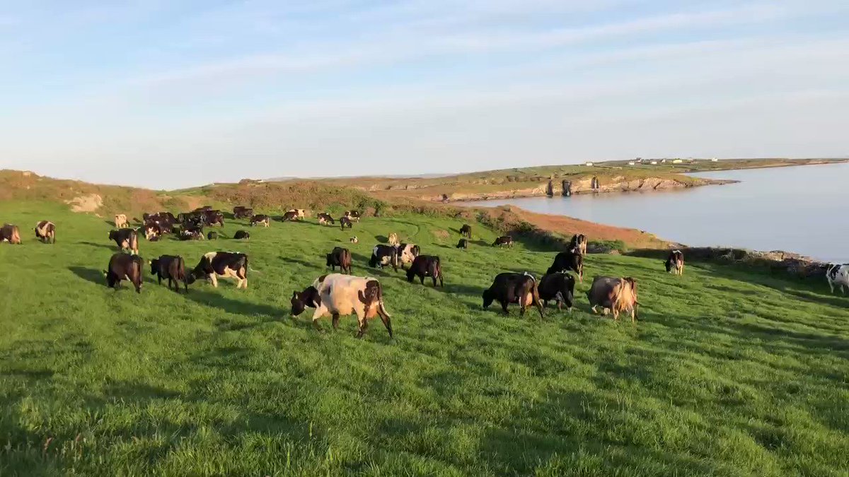 Aidan McCarthy on X: Cows heading back out to work on the #WildAtlanticWay  #worldmilkday t.coTO2h93kmpg  X