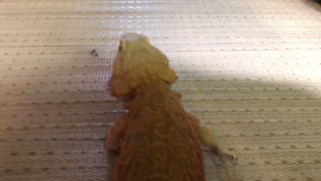 ギガちゃん on Twitter: "今日も元気だ! ギガちゃん足を滑らしながら散歩に出発! #ギガちゃん #フトアゴヒゲトカゲ #フト ... - Oxwop3czW7Ccc1sP