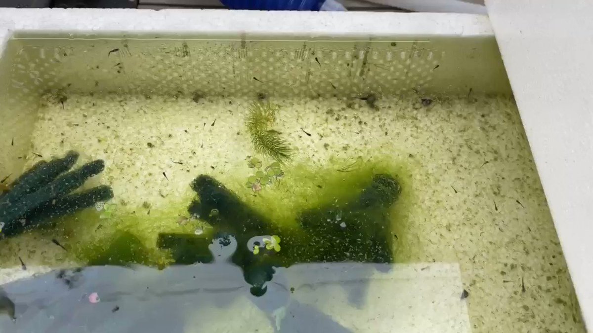生まれたメダカ稚魚がずっと底にいる エサがうまく食べられていないのかも しょーとかっとブログ 生まれたメダカ稚魚がずっと底にいる エサがうまく食べられていないのかも しょーとかっとブログ