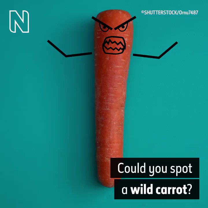 Natural History Museum⁷ (@NHM_London) on Twitter photo 02/06/2020 09:23:18 You’re probably pretty familiar with carrots, but have you ever seen one growing in the wild? You’re probably pretty familiar with carrots, but have you ever seen one growing in the wild?