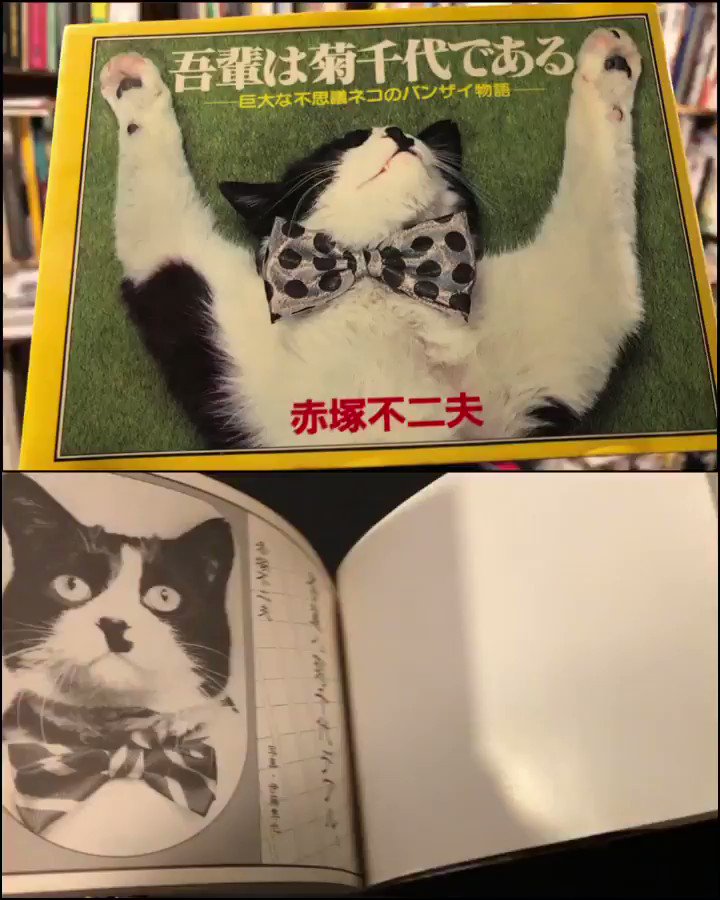 リズム ブックス 本日の猫 赤塚不二夫 吾輩は菊千代である 19年 T Co H2pacnozov Twitter リズム ブックス 本日の猫 赤塚不二夫 吾輩は菊千代である 19年 T Co H2pacnozov Twitter